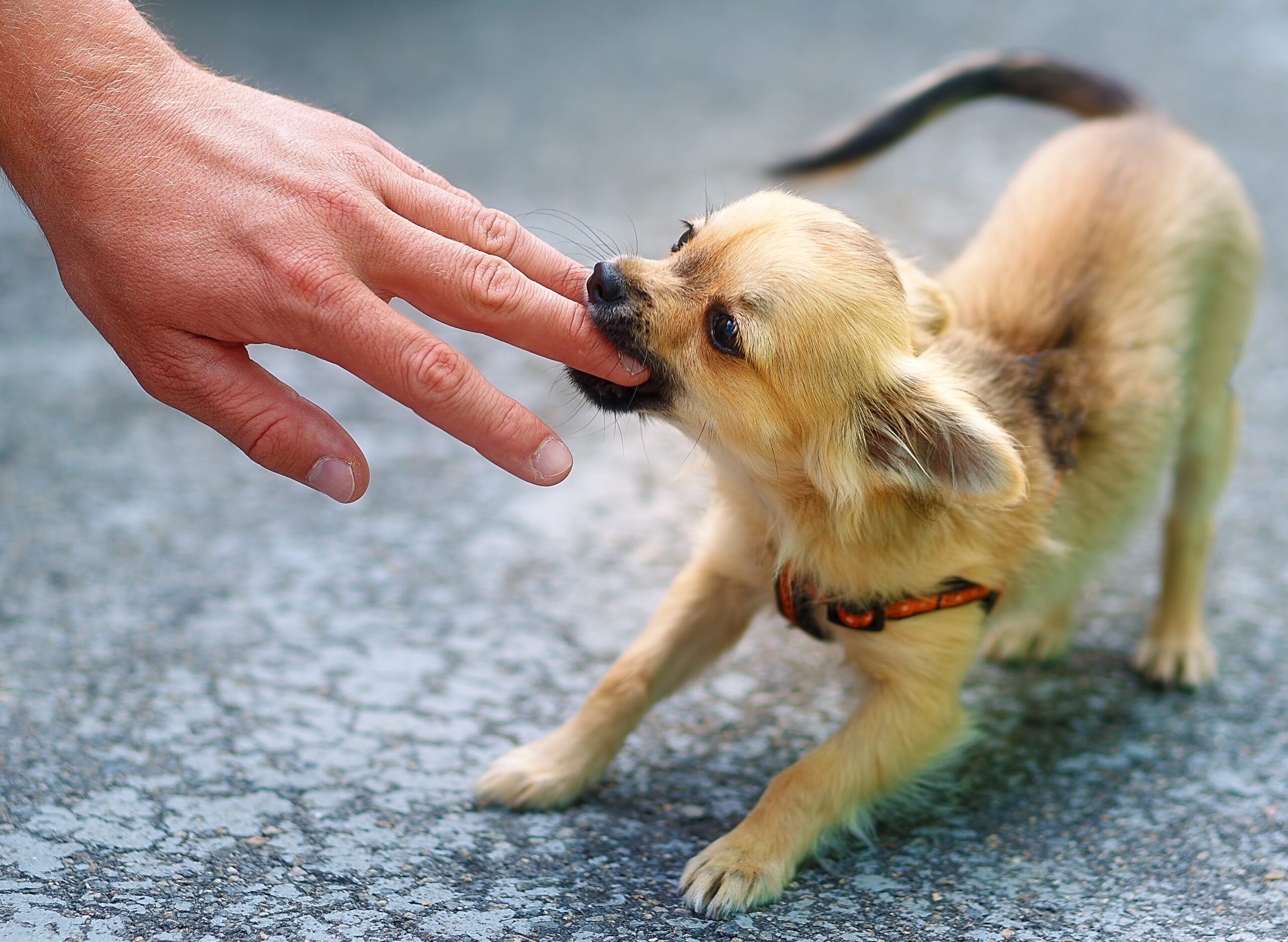 dog-bite